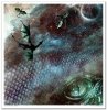 Nieodkryty magiczny świat, astrologia, niebo, konstelacje, gwiazdozbiór, mityczne zwierzęta, znaki zodiaku, hipogryf, zamek Drakuli, smok, smoki, skóra smoka, smocza łuska, złoty smok, napisy, litery, runy, alfabet runiczny, wierzenia nordyckie, las, jele